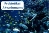 Probiotikai Akvariumams – efektyvus ir saugus mikrobiologinis preparatas žuvų sveikatos ir vandens kokybės gerinimui