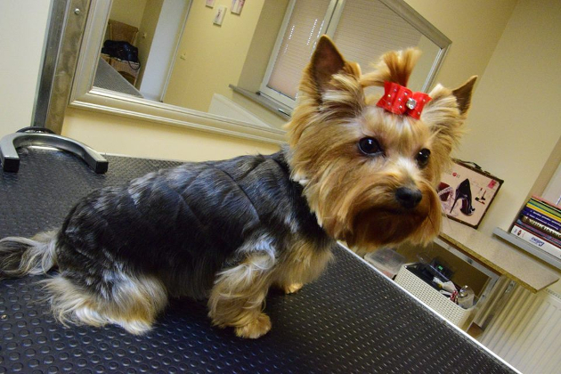 Naminių gyvūnų kirpimo salonas BINGAS: Šunų ir kačių kirpimas, šukuosenų modeliavimas, kailio priežiūra