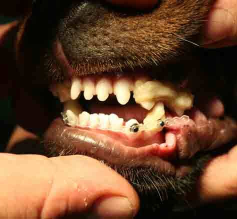 Šunų ir kačių dantų gydymas ir profilaktika 