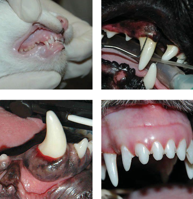 Šunų ir kačių dantų gydymas ir profilaktika 