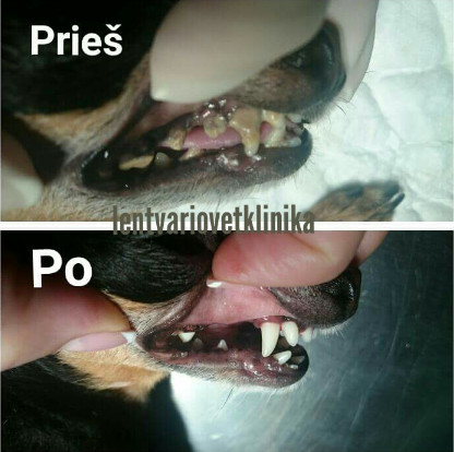 Šunų dantų apnašų valymas