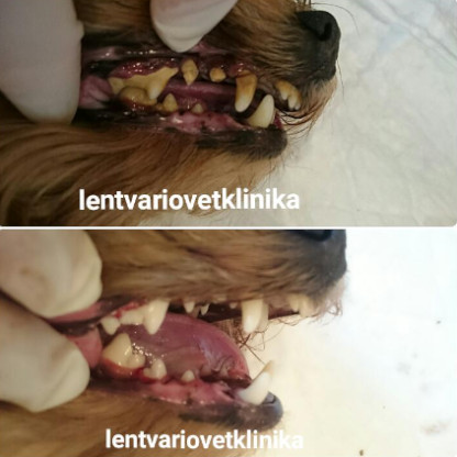 Šunų dantų apnašų valymas