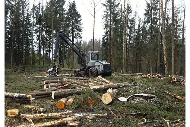 Miško pirkimas, medienos kirtimas, medienos pardavimas, miško ruošos darbai - MIŠKO RANGA