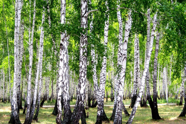 Miško pirkimas visoje Lietuvoje ir kitos miškininkystės paslaugos