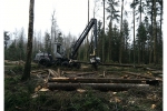 MIŠKO RANGA, UAB - miško pirkimas, miško kirtimas, miško ruošos darbai, medienos pardavimas