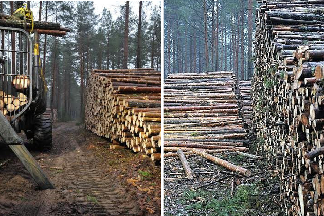 Baronesa, UAB - miško pjovimas ir medienos traukimas visoje Lietuvoje