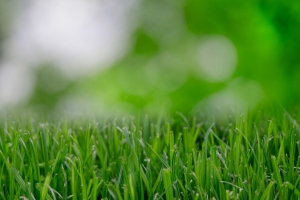 Dekoratyvinės, prestižinės vejos, žaliųjų plotų sėklos – AGROVA paruošė puikių pavasario pasiūlymų!