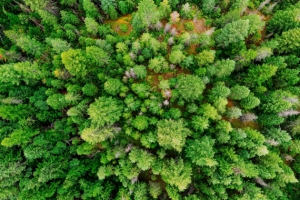 Ar verta parduoti savo mišką su žeme?
