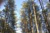 Miško pirkimas, miško vertinimas, miškotvarkos projektai ir nemokamos konsultacijos visais miškininkystės klausimais