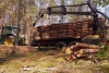 Miško pjovimas ir medienos traukimas – greitai ir kokybiškai