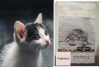 TOFU kraikas katėms – ekologiškas, natūralus kraikas, pagamintas iš pupelių