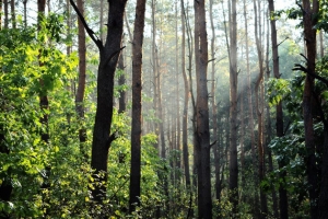 Stataus miško pirkimas, medienos pardavimas bei kitos miškininkystės paslaugos visoje Lietuvoje